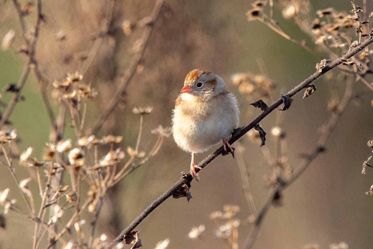 Field Sparrow - ML611868786