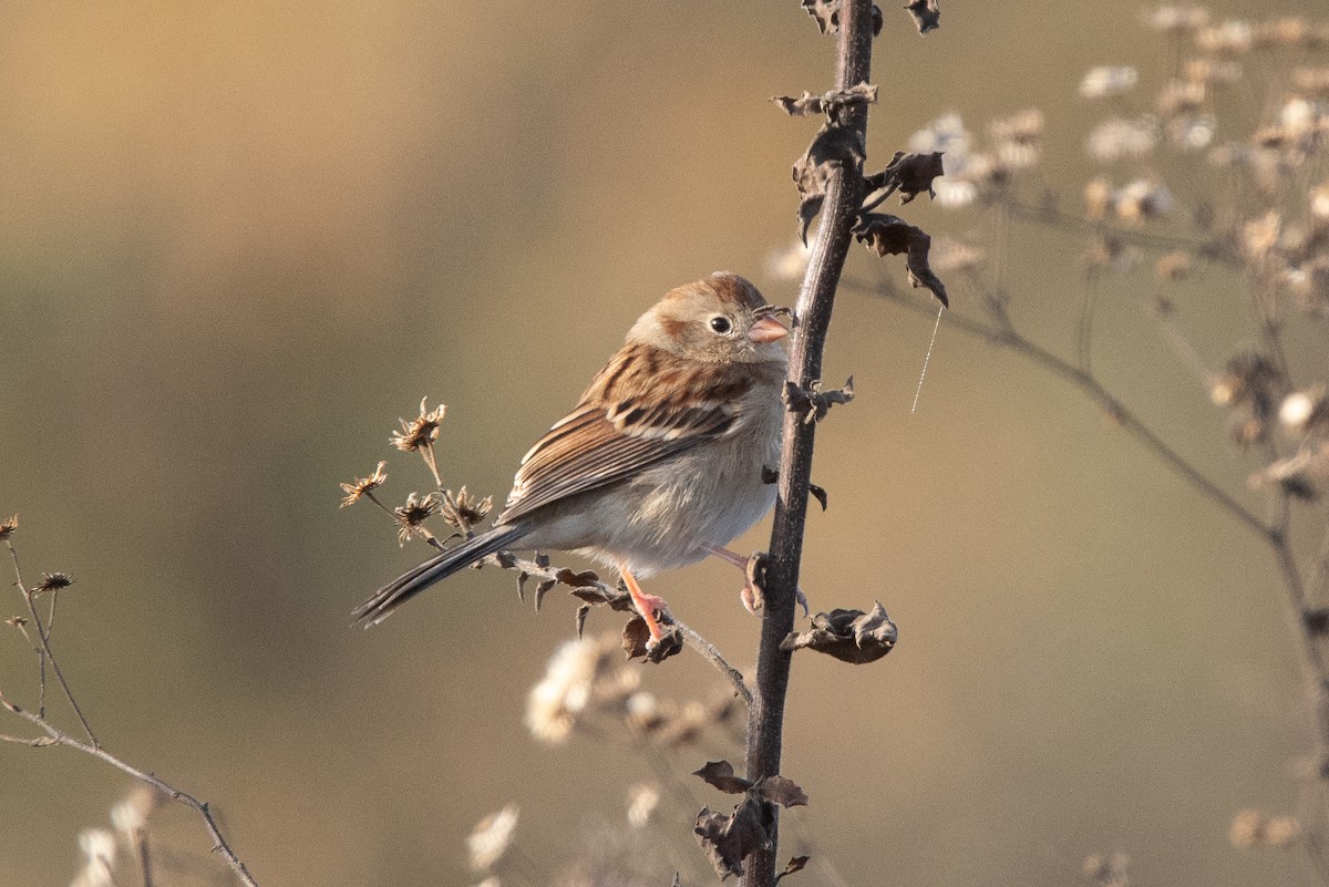 Field Sparrow - ML611868787