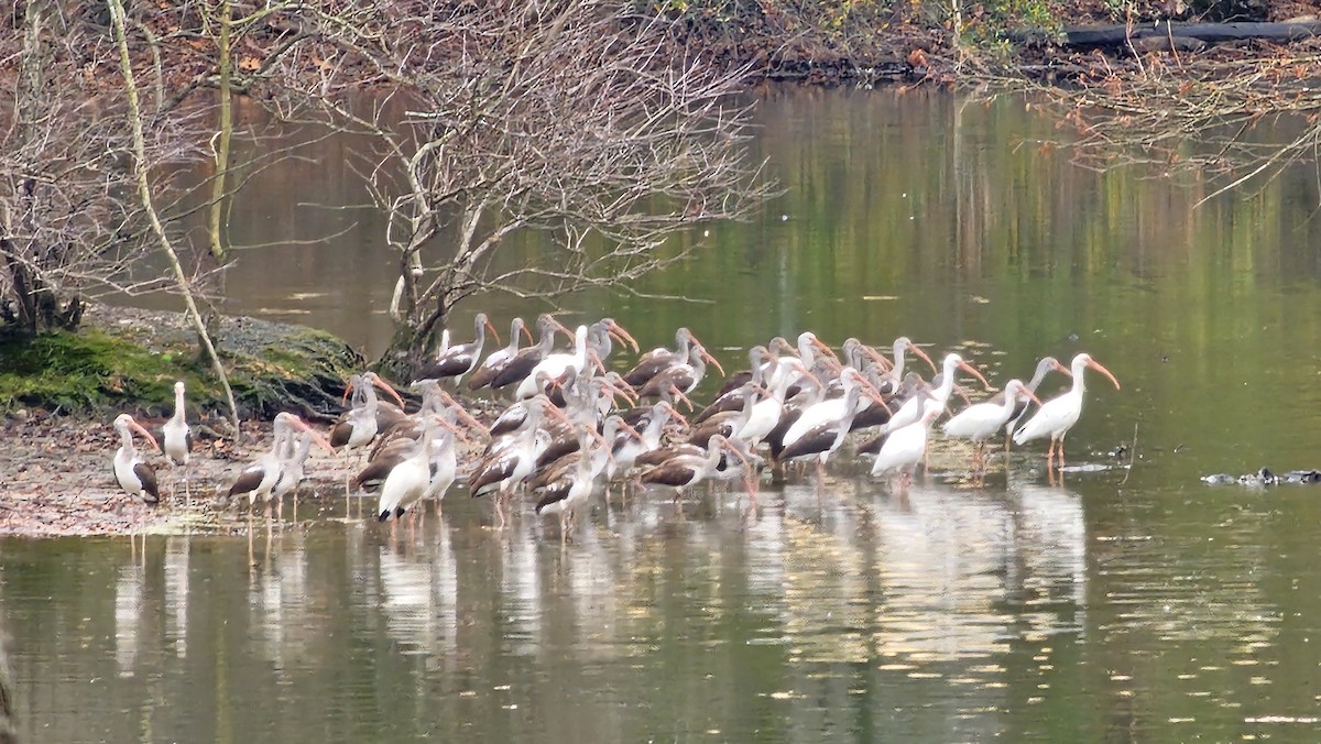 White Ibis - ML611868825