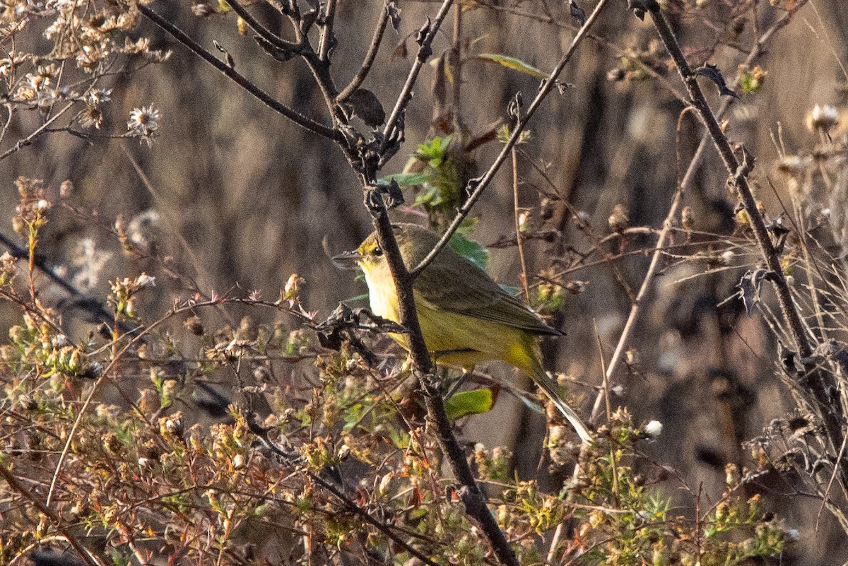 Palm Warbler - Christine Kozlosky