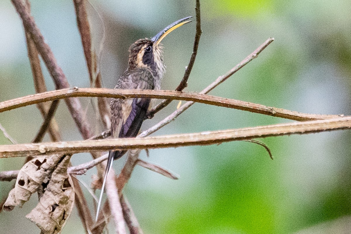 Scale-throated Hermit - ML611868841