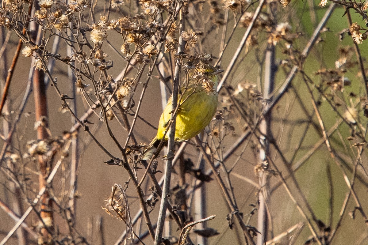 Palm Warbler - ML611868857