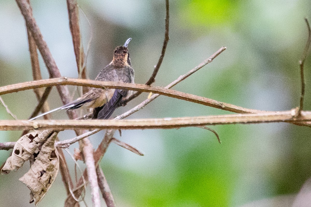 Scale-throated Hermit - ML611868859