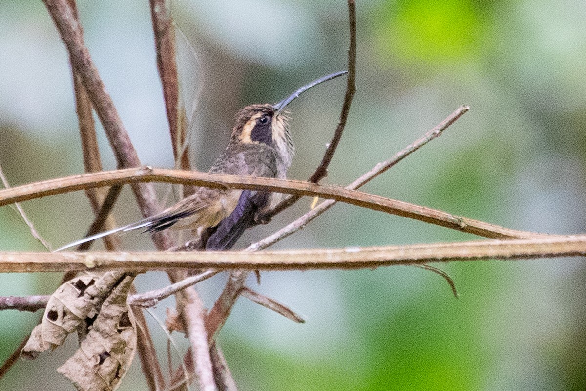 Scale-throated Hermit - Sue Wright