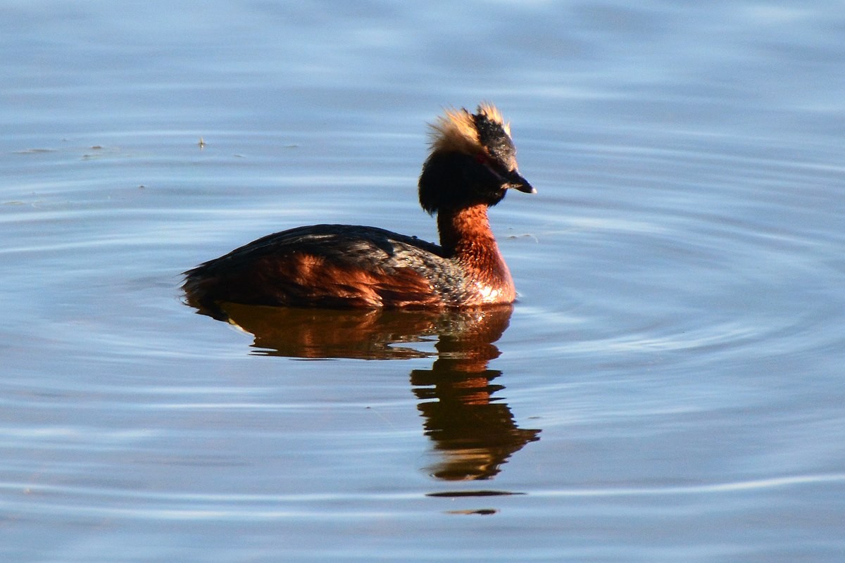 Horned Grebe - ML611868912