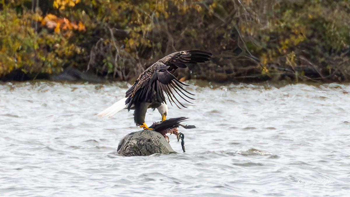 Bald Eagle - ML611868915