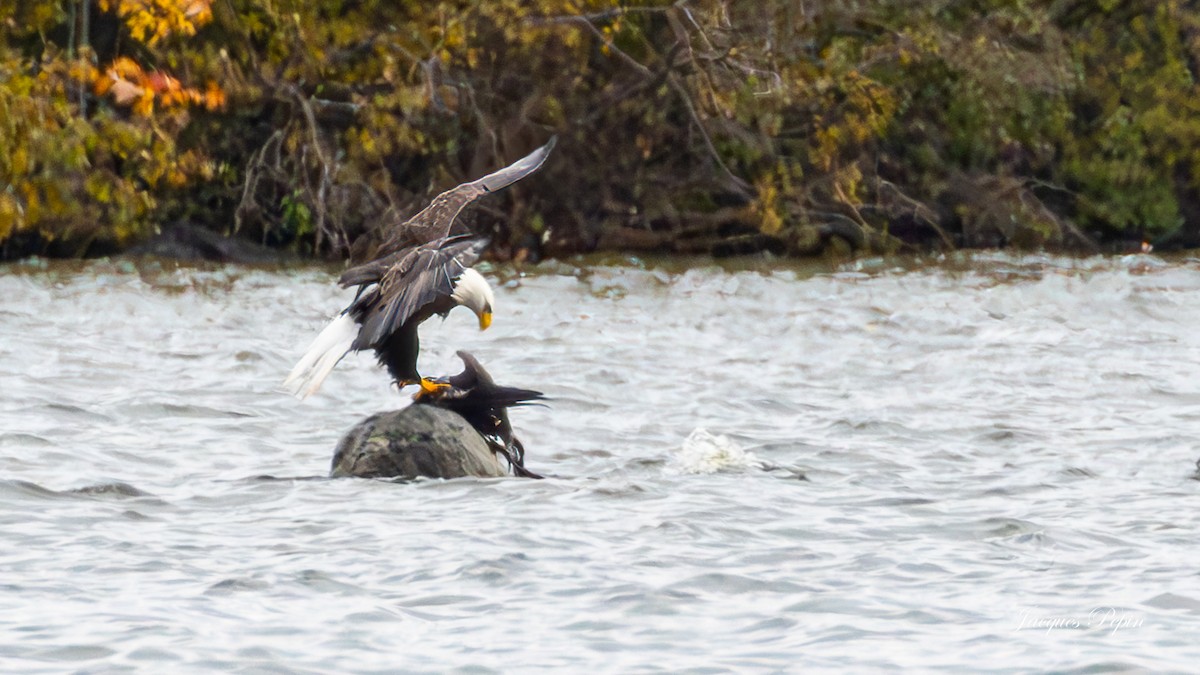 Bald Eagle - ML611868916