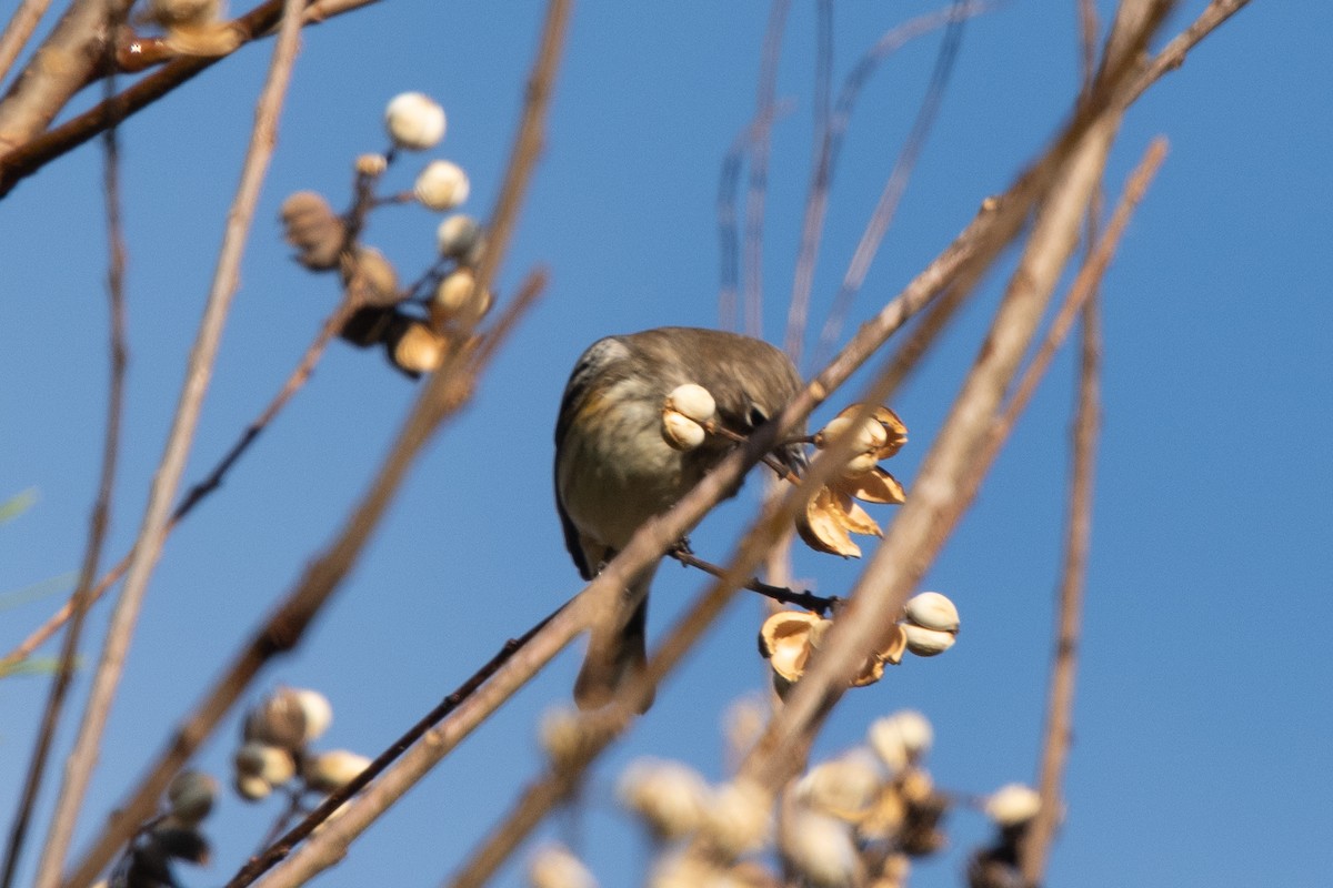 Yellow-rumped Warbler - ML611868964