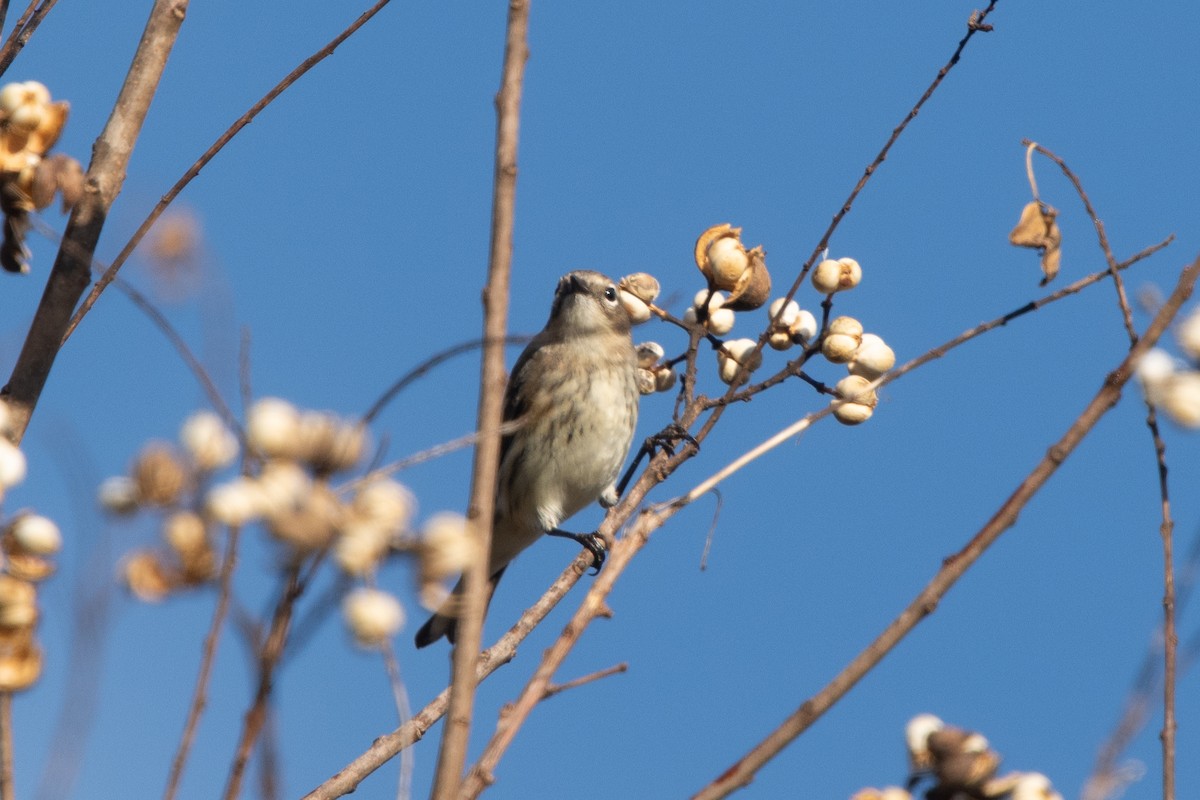 Yellow-rumped Warbler - ML611868965