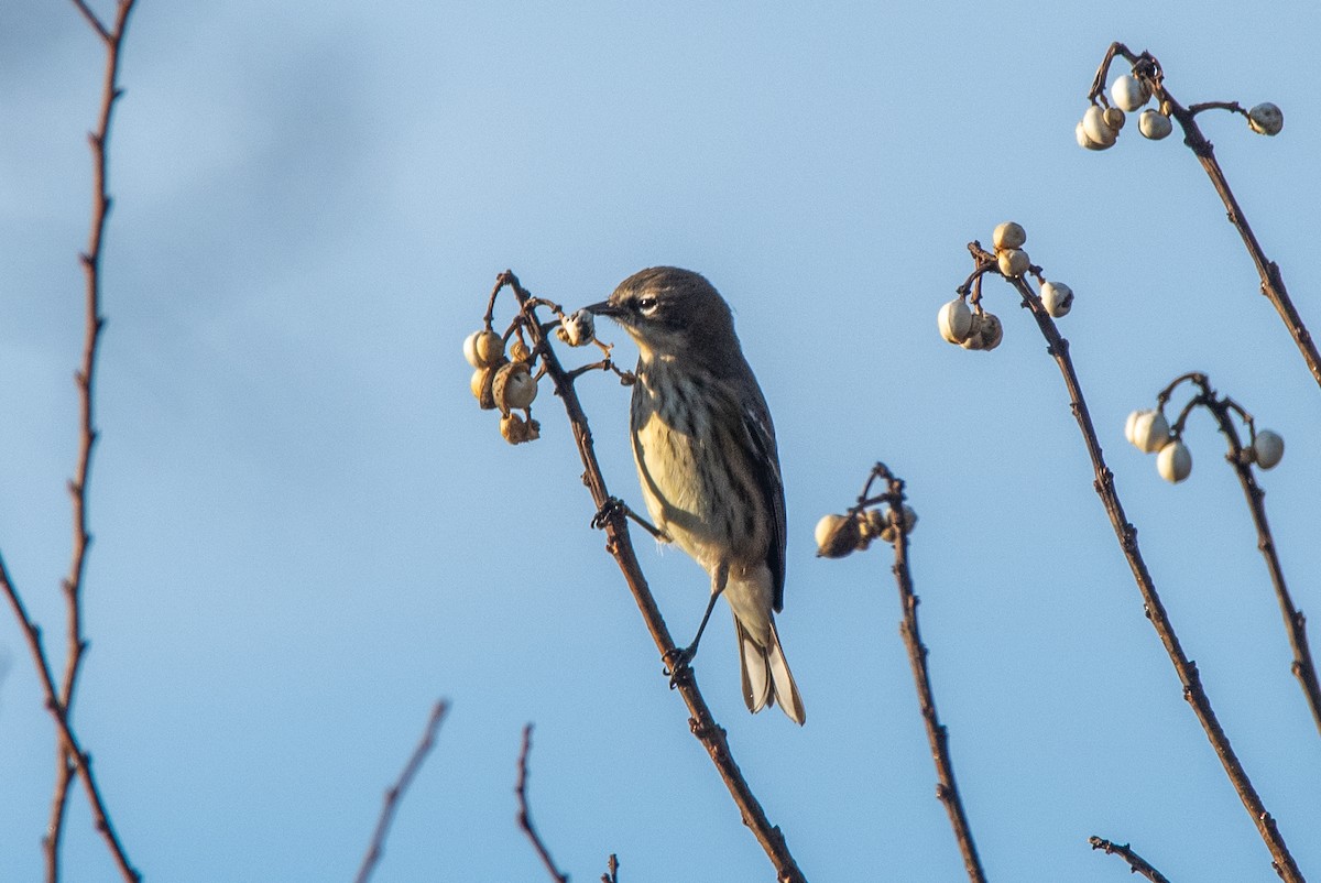 Yellow-rumped Warbler - ML611868966