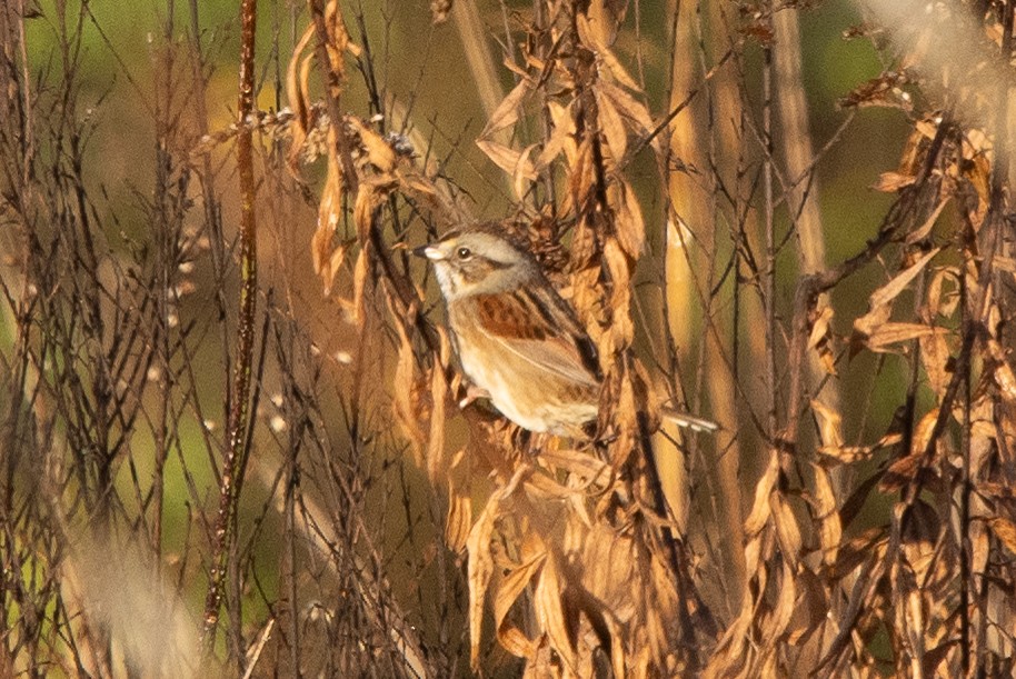 Swamp Sparrow - ML611868978