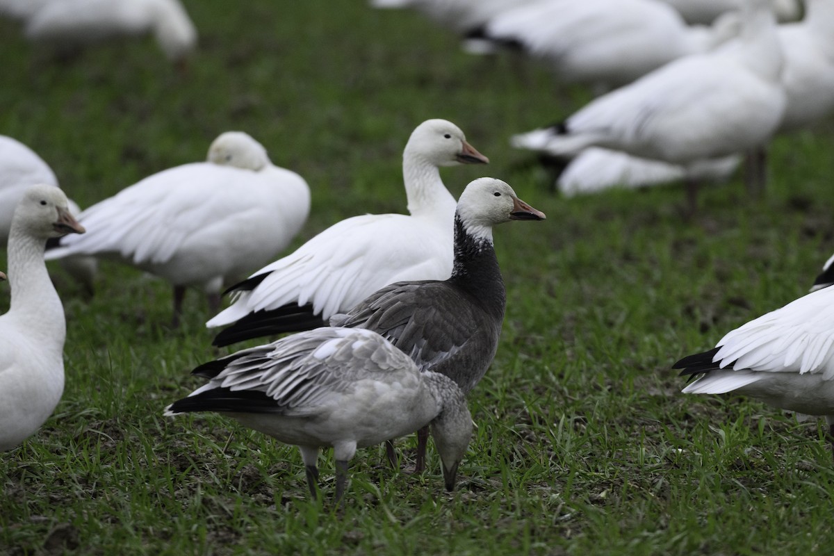 Snow Goose - ML611869038