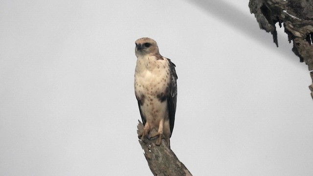 Changeable Hawk-Eagle (Changeable) - ML611869049