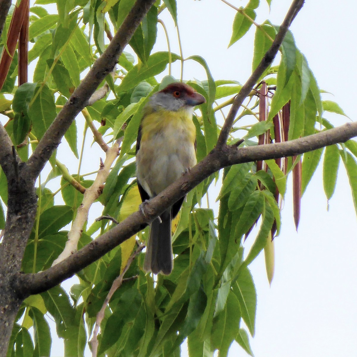 Rufous-browed Peppershrike - ML611869066