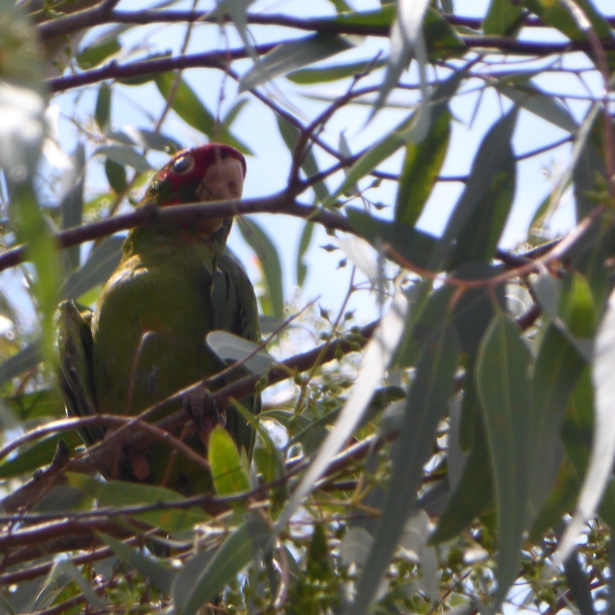 Aratinga Mitrada - ML611869075