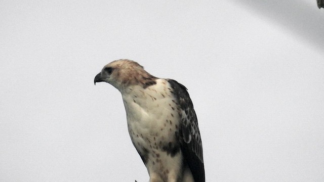 Changeable Hawk-Eagle (Changeable) - ML611869079