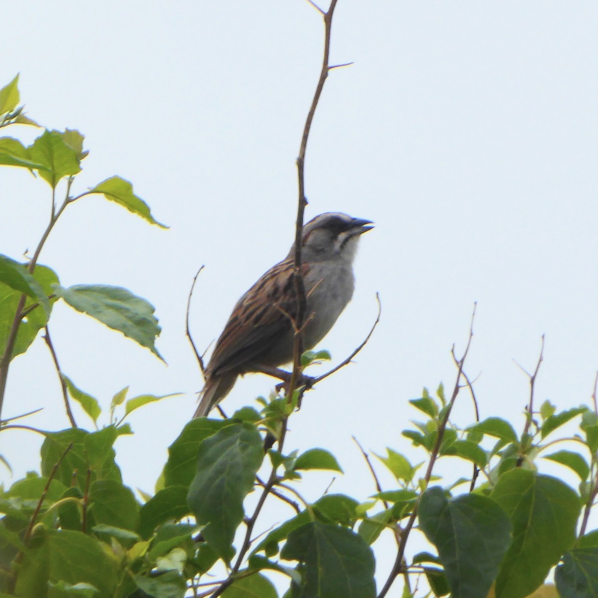 Yungas Sparrow - ML611869109