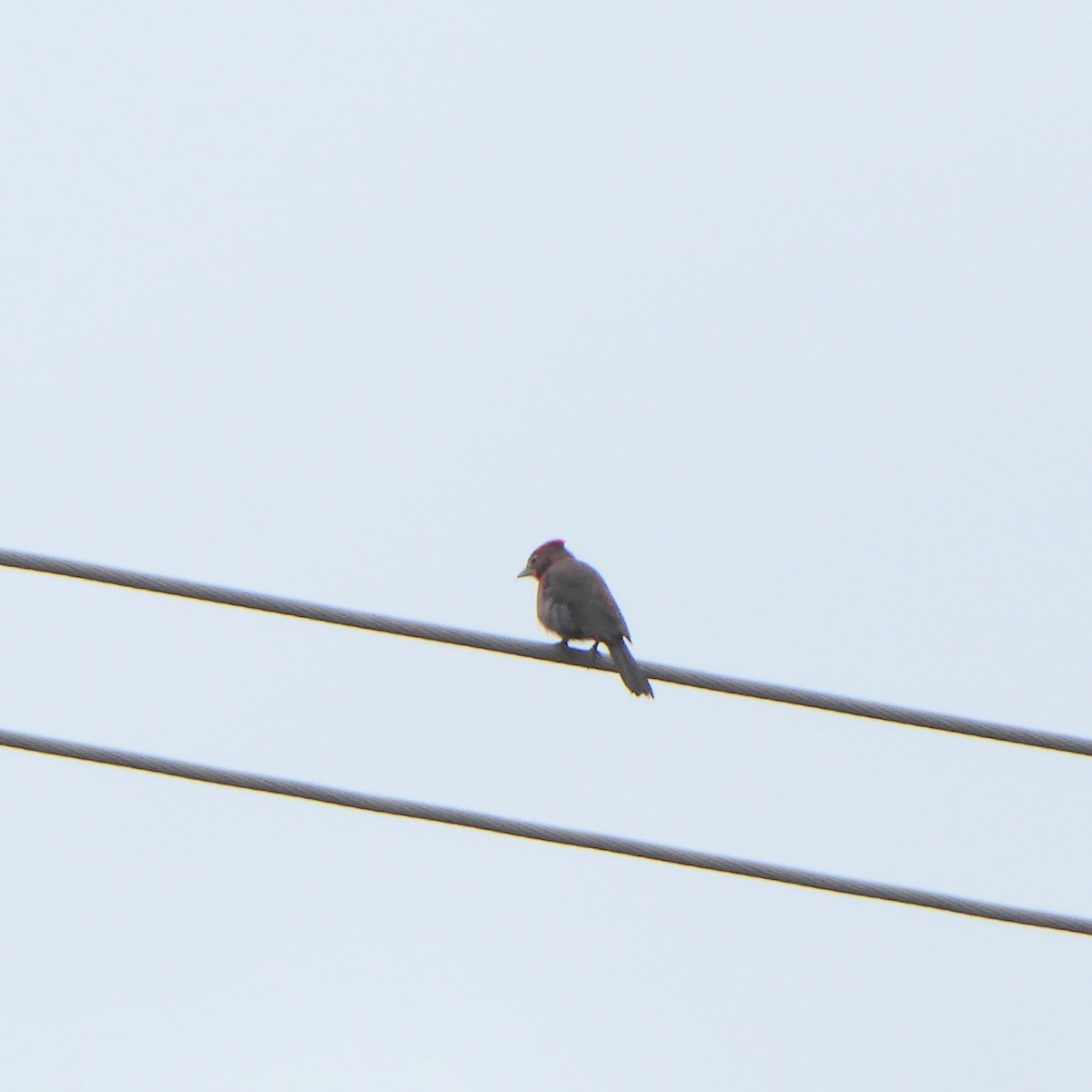 Red-crested Finch - ML611869148