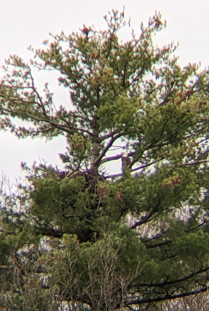 Bald Eagle - ML611869152