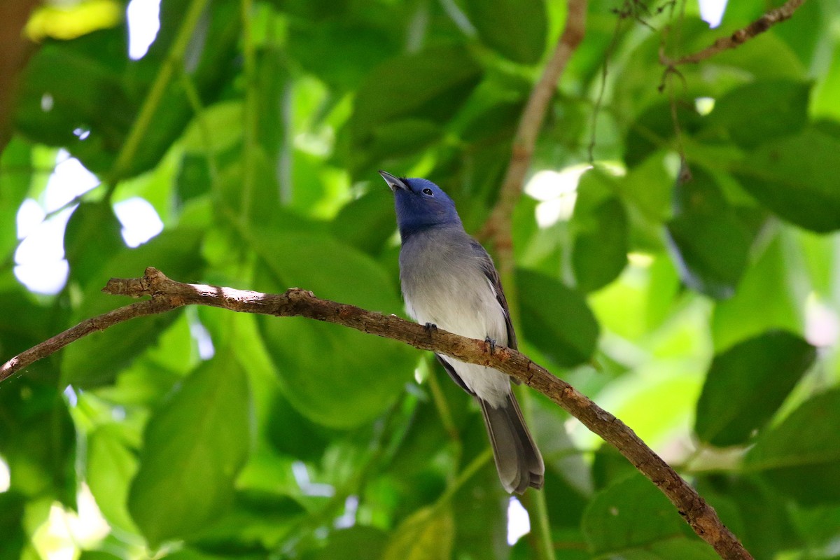 Black-naped Monarch - ML611869176