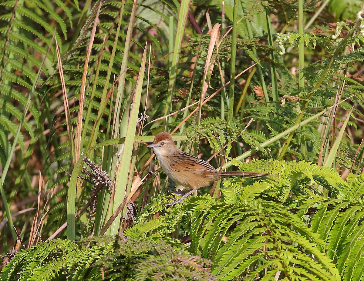 Papuan Grassbird - ML611869183