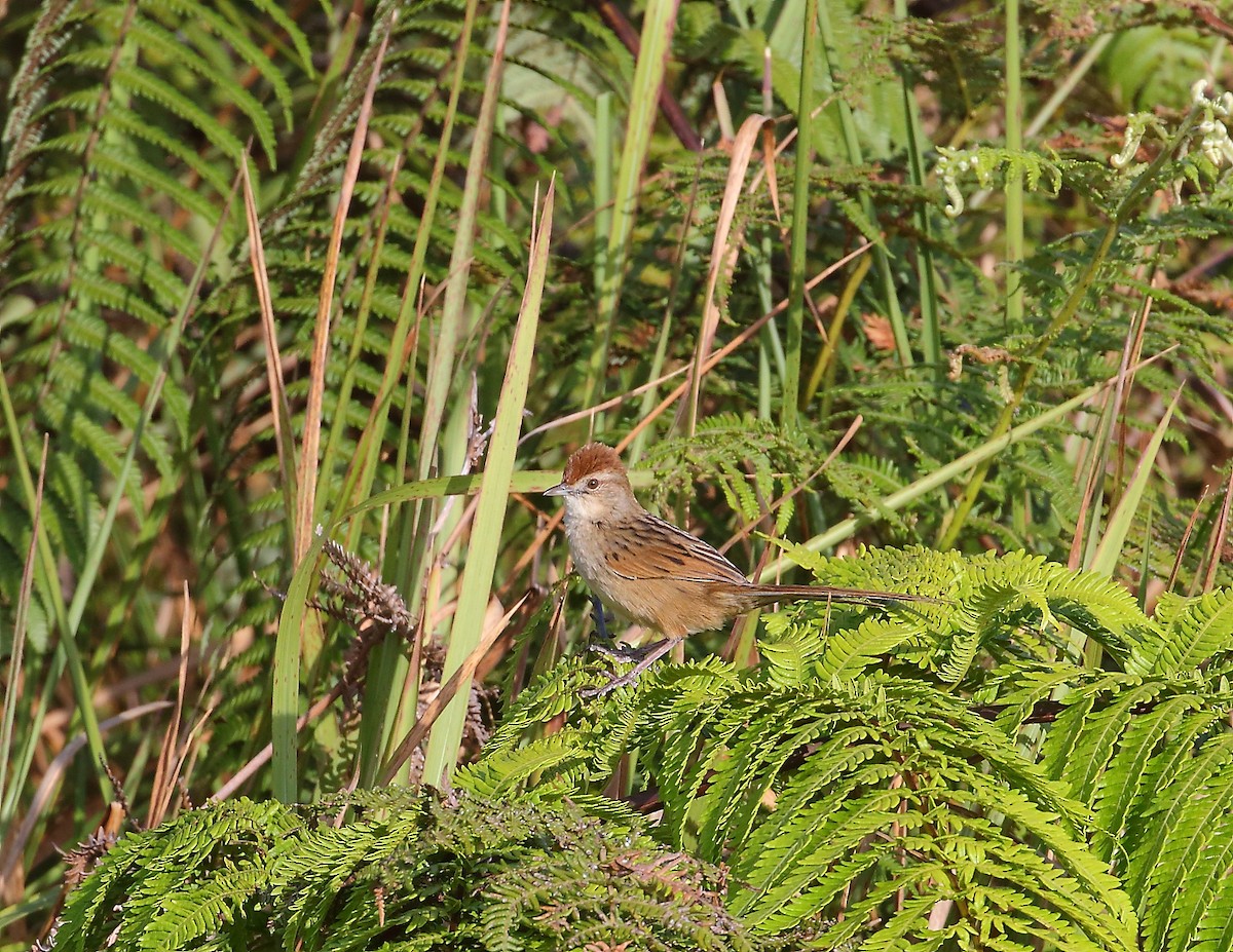 Papuan Grassbird - ML611869188