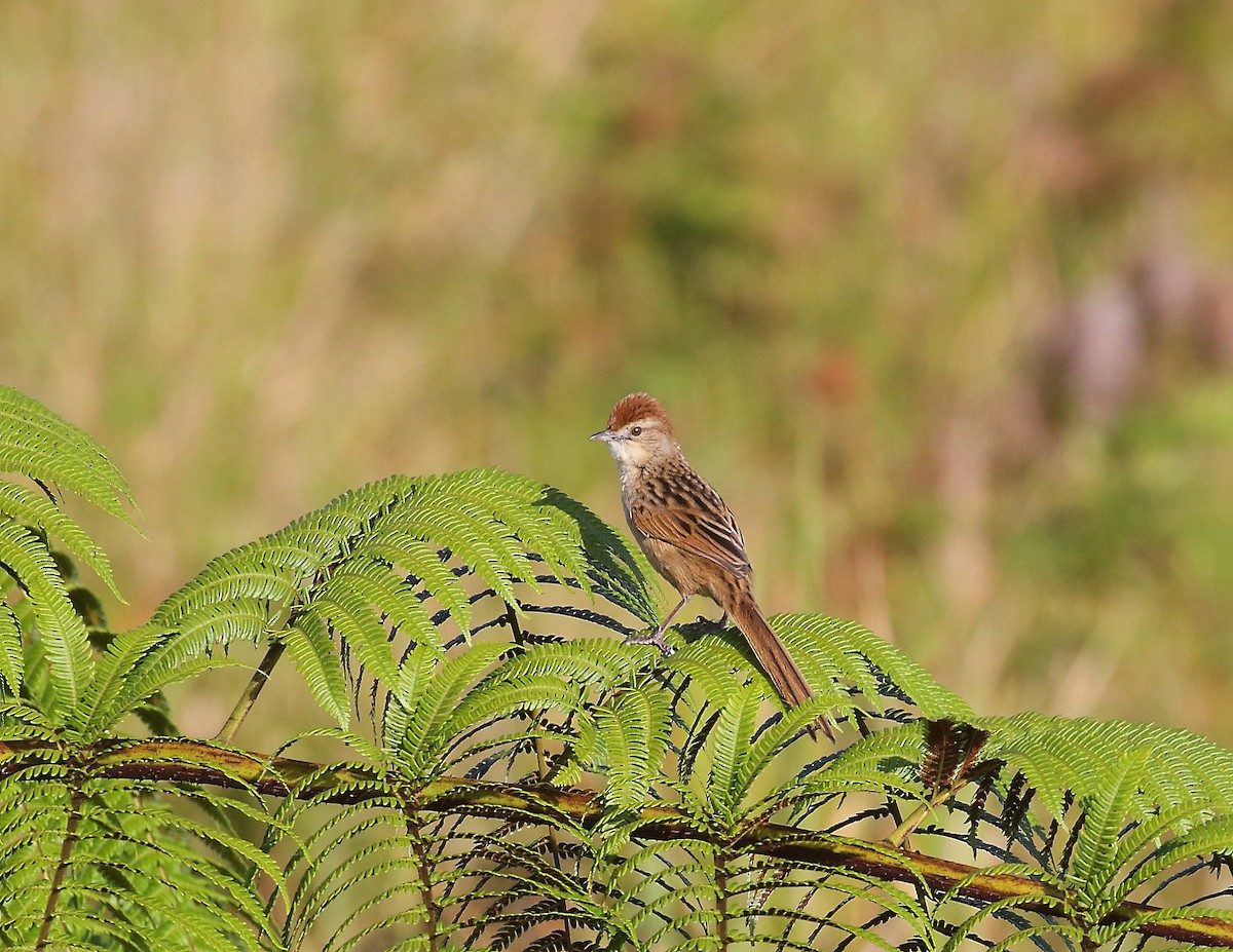 Papuan Grassbird - ML611869191