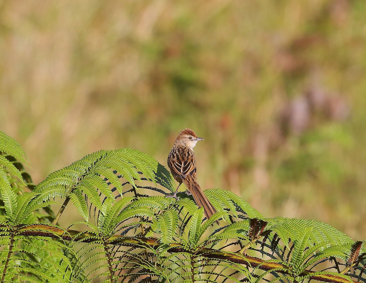 Papuan Grassbird - ML611869194