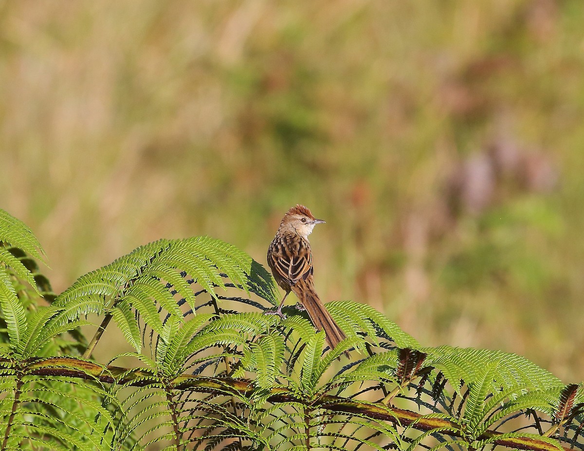 Papuan Grassbird - Keith Valentine