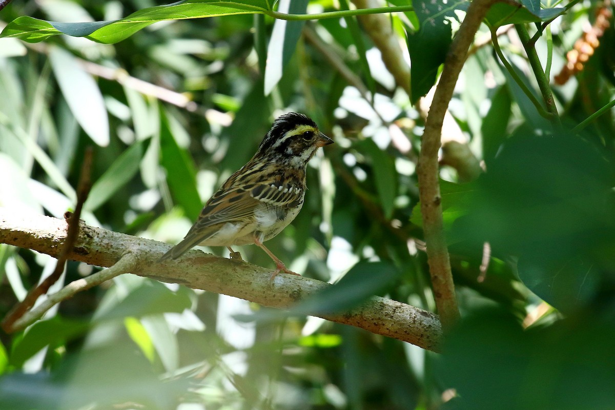 Yellow-browed Bunting - ML611869198