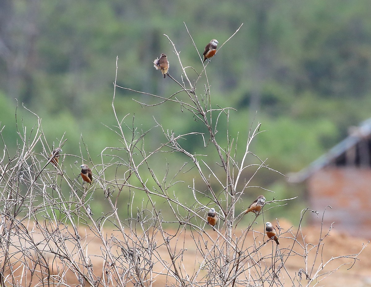 Gray-banded Munia - ML611869199