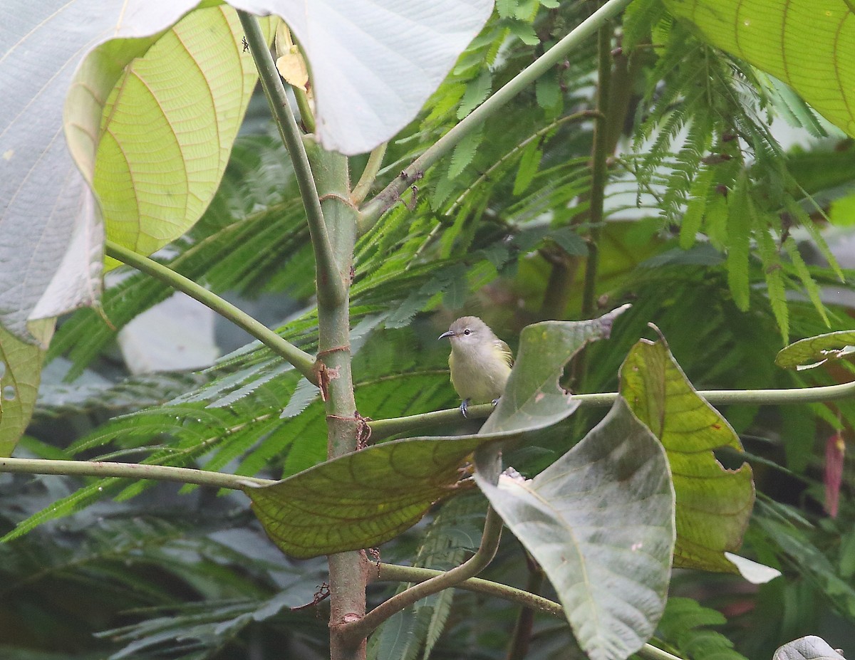 Pygmy Longbill - Keith Valentine