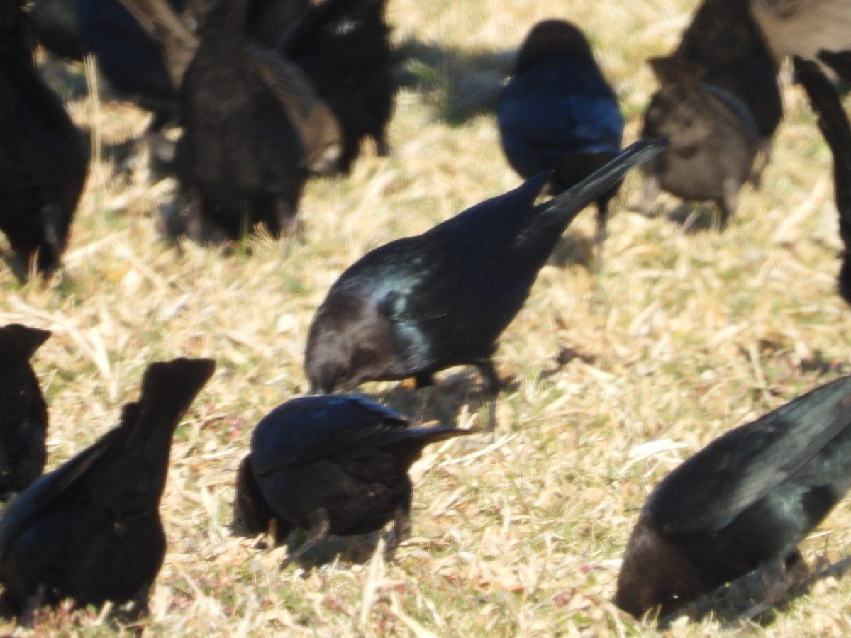 Brown-headed Cowbird - ML611869287