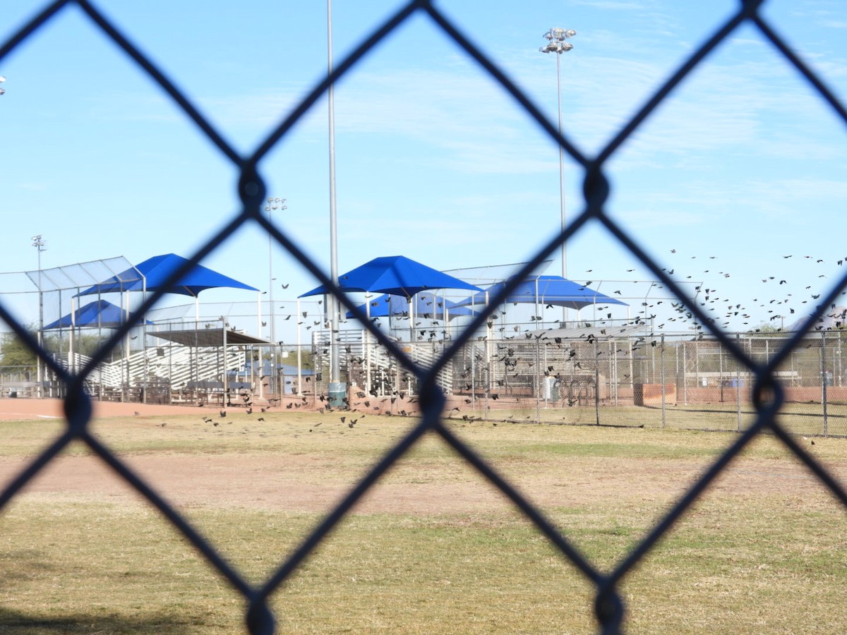 Brown-headed Cowbird - ML611869288