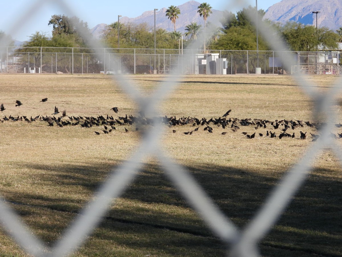 Brown-headed Cowbird - ML611869289