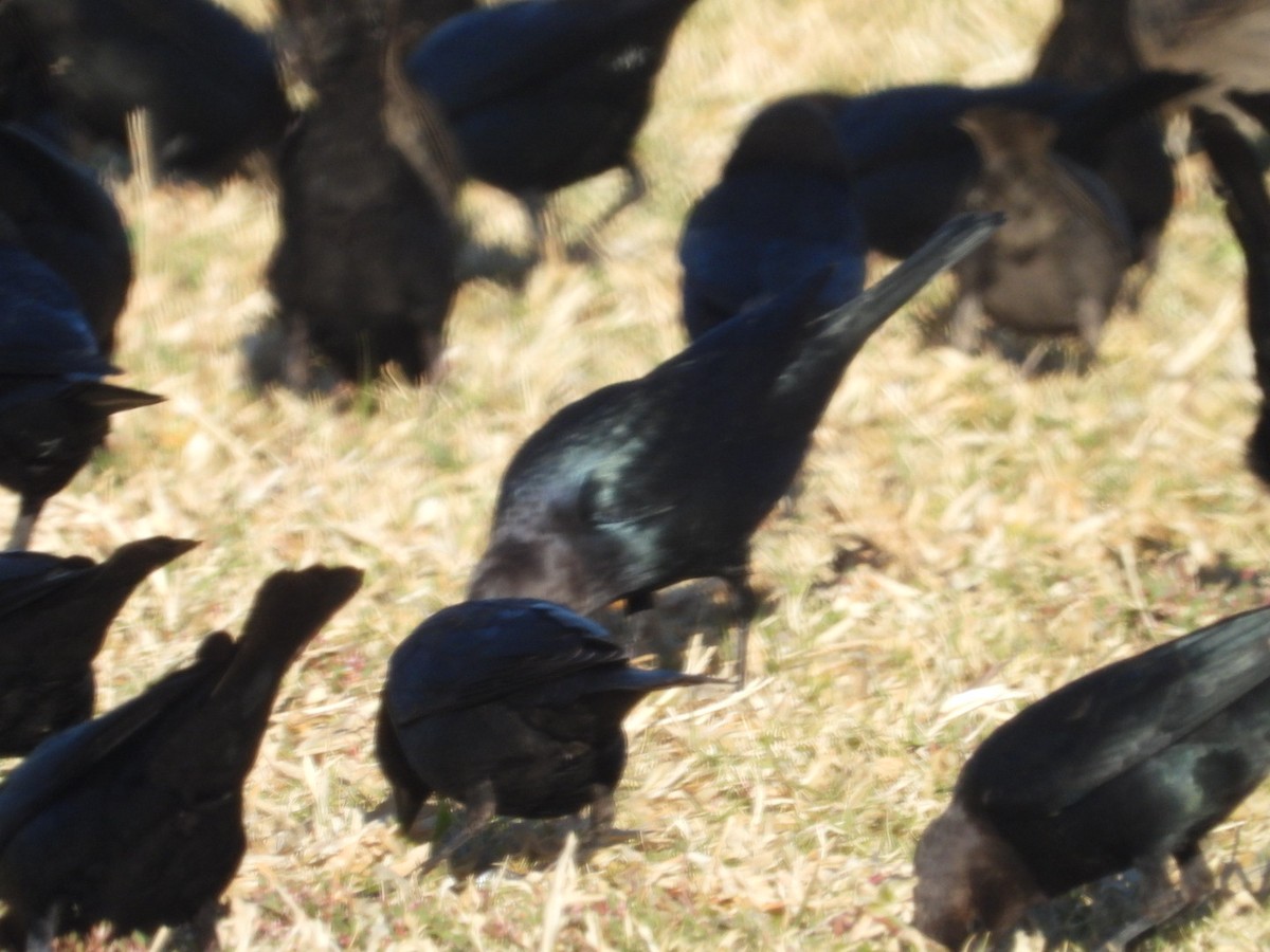 Brown-headed Cowbird - ML611869290