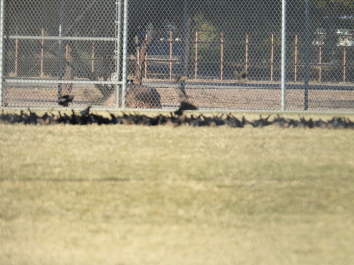 Brown-headed Cowbird - ML611869291