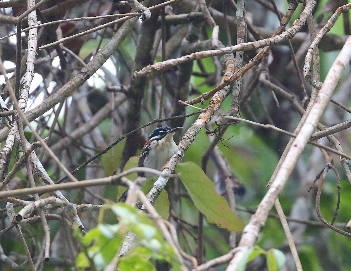 Wallace's Fairywren - Keith Valentine