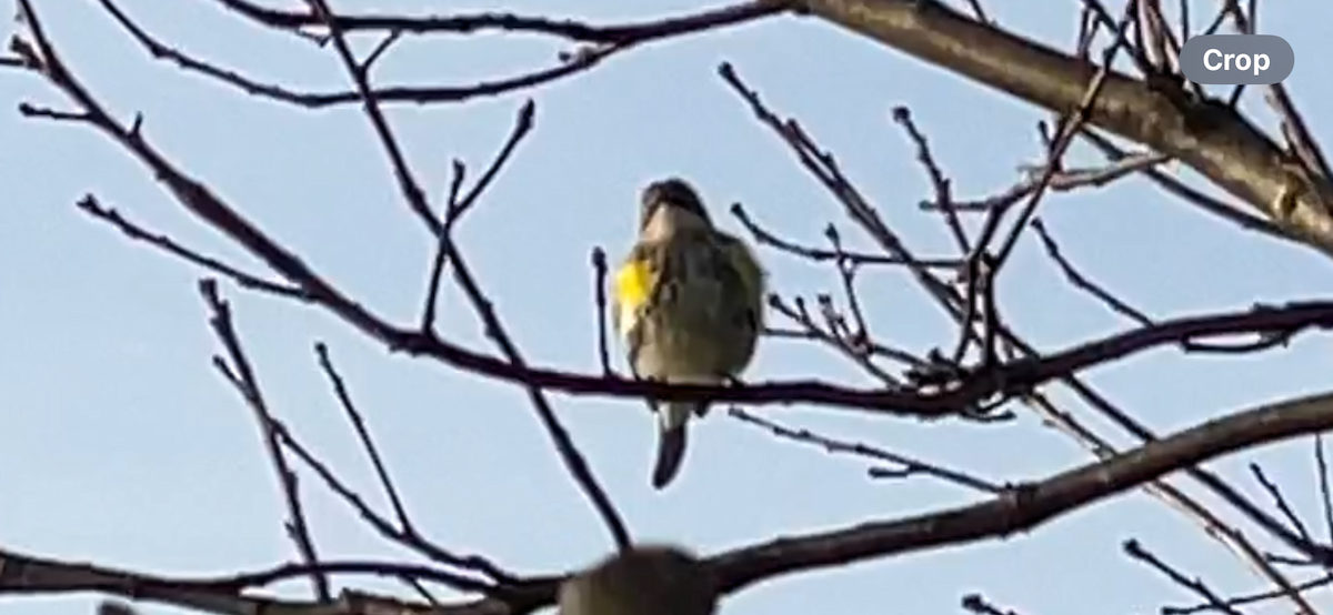 Yellow-rumped Warbler (Myrtle) - ML611869327
