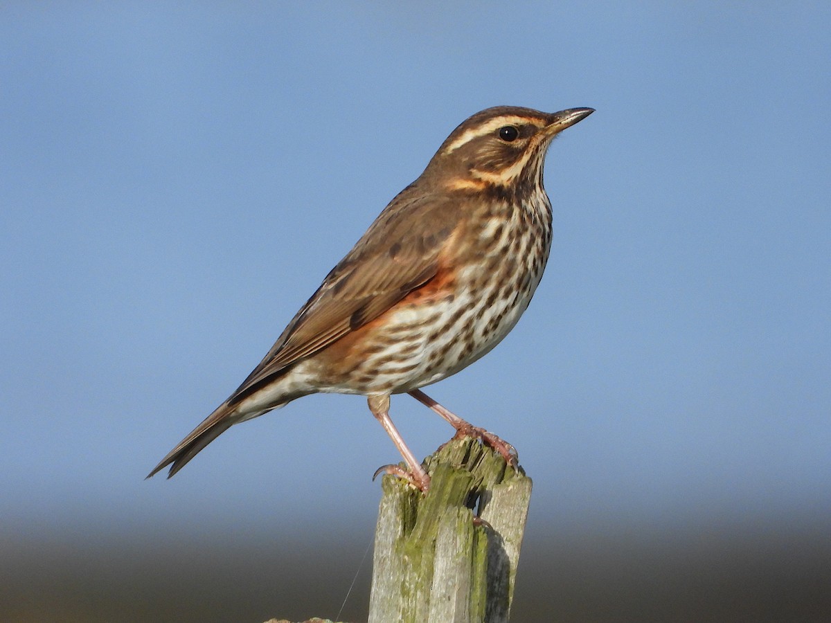 Redwing - ML611869367