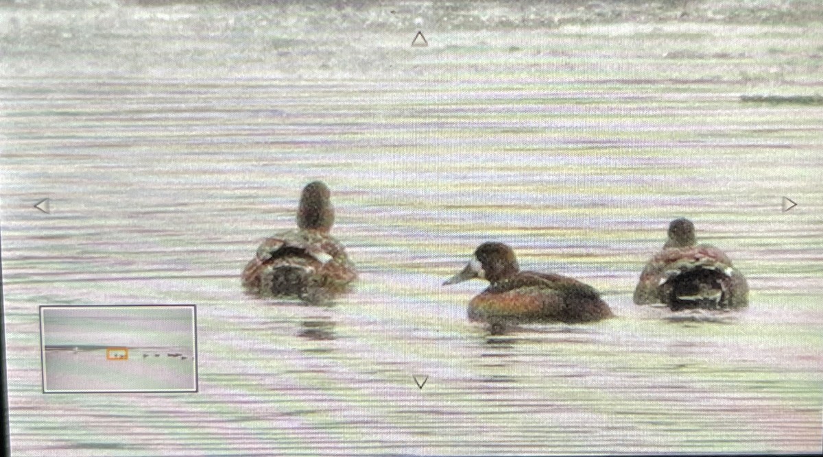 Greater Scaup - ML611869385