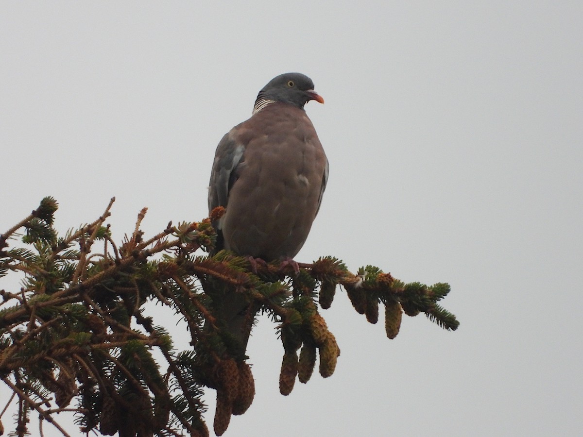 Common Wood-Pigeon - ML611869400