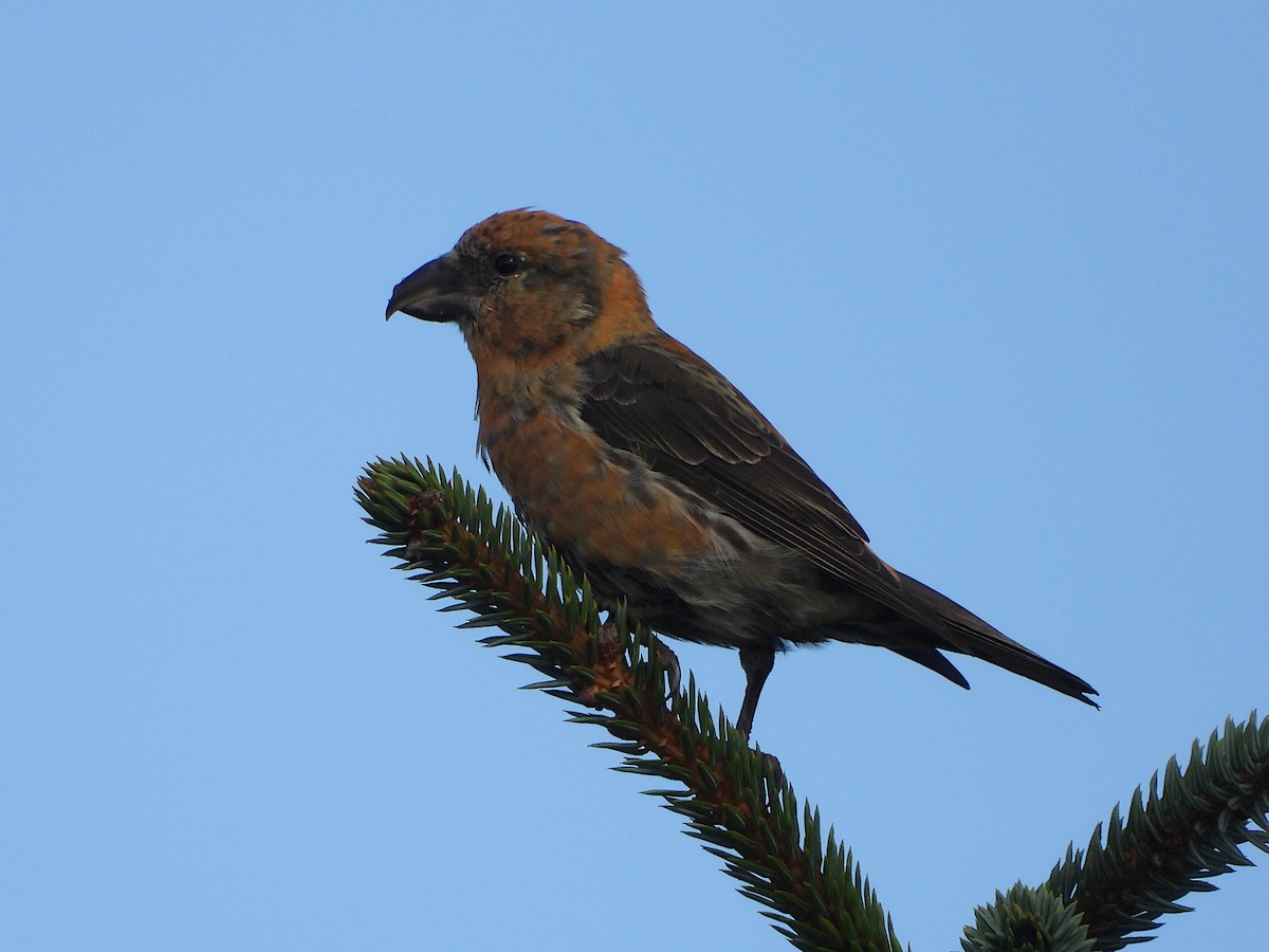 Red Crossbill - ML611869429