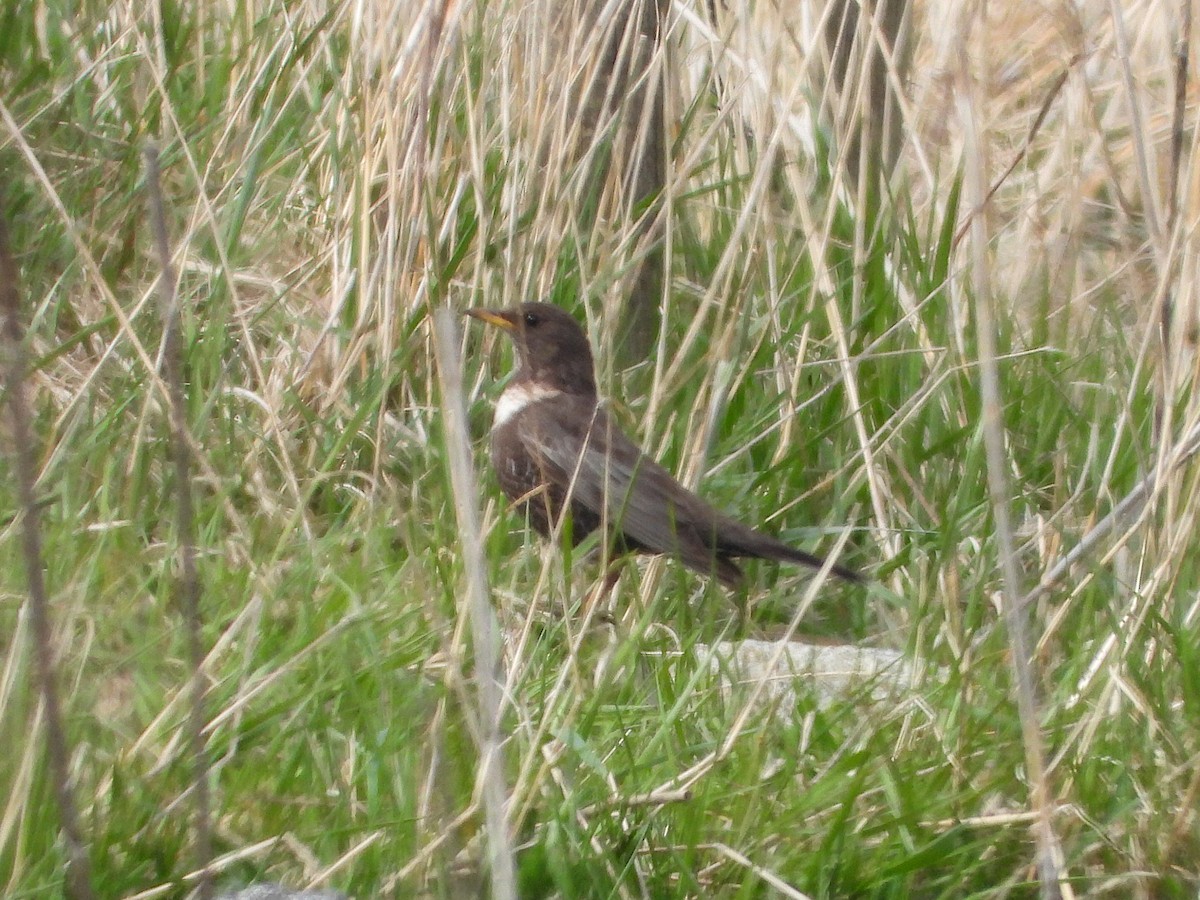 Ring Ouzel - ML611869446