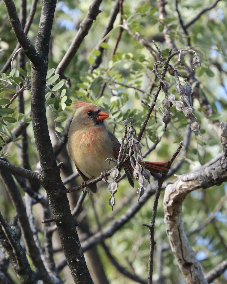 Cardinal rouge - ML611869464