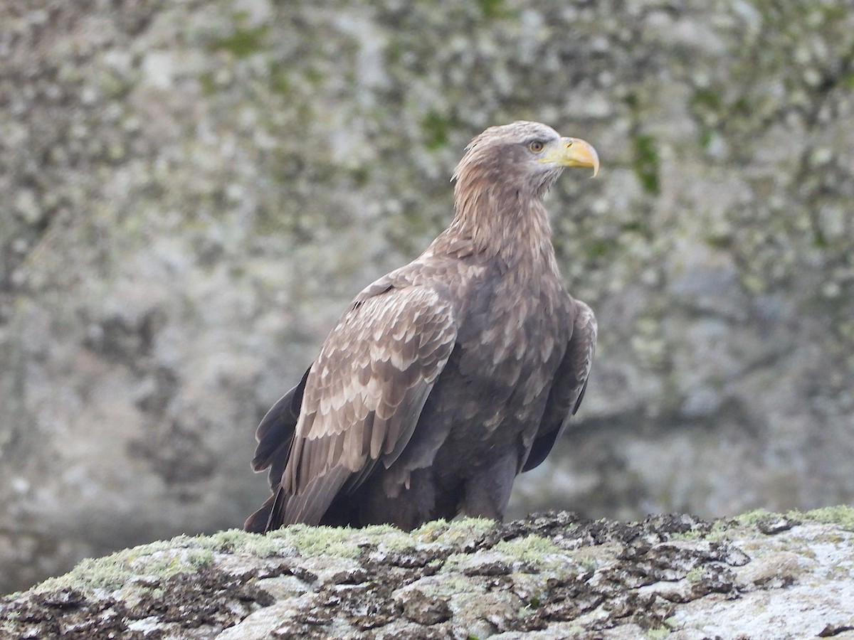 White-tailed Eagle - ML611869471