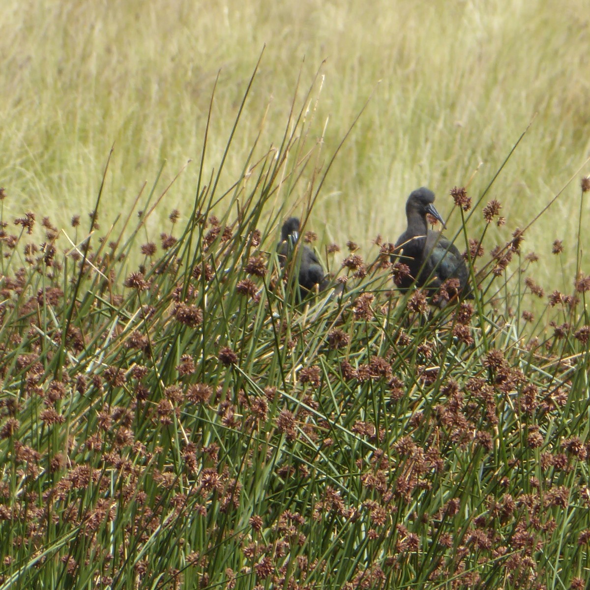 Puna Ibis - ML611869498