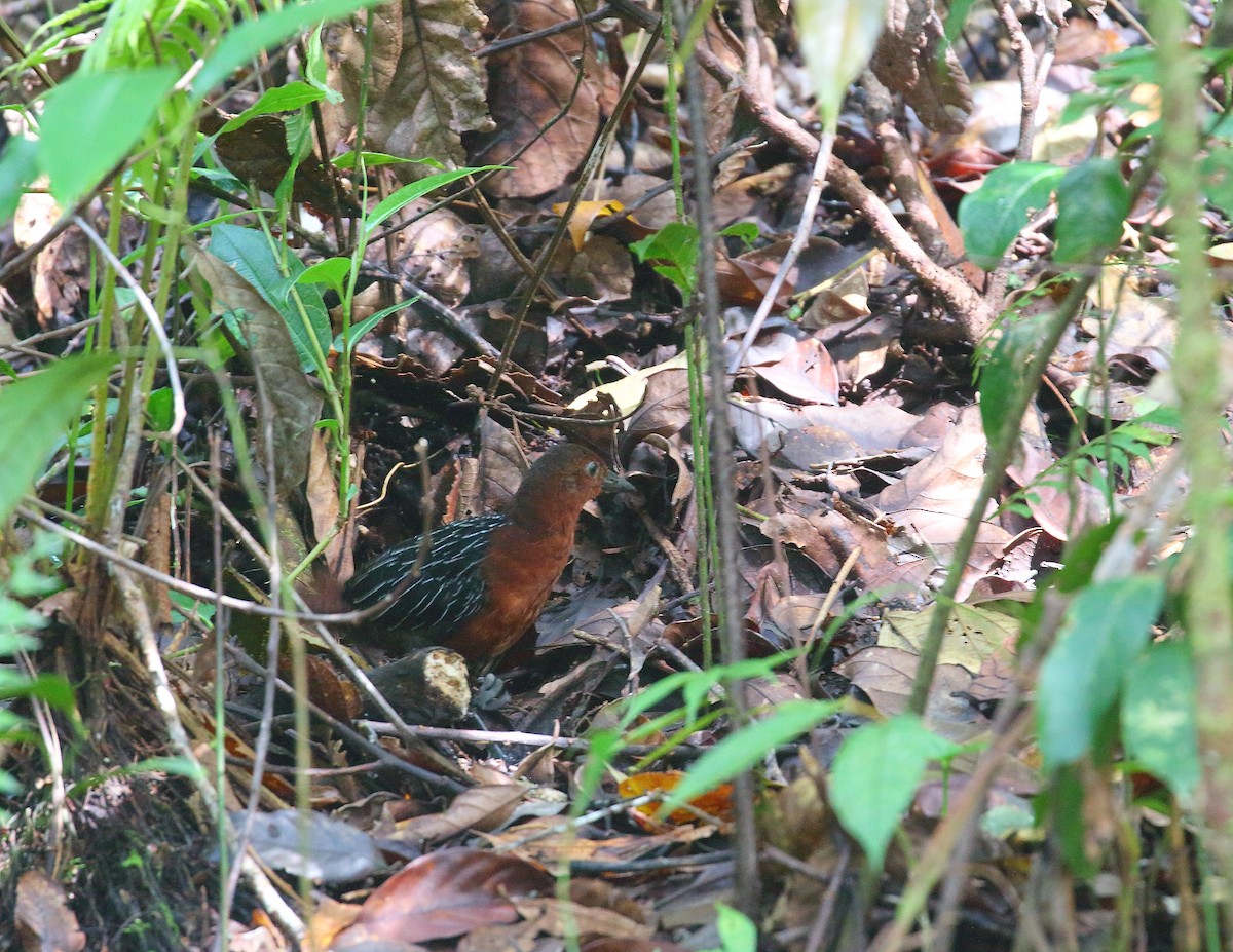 White-striped Forest Rail - Keith Valentine