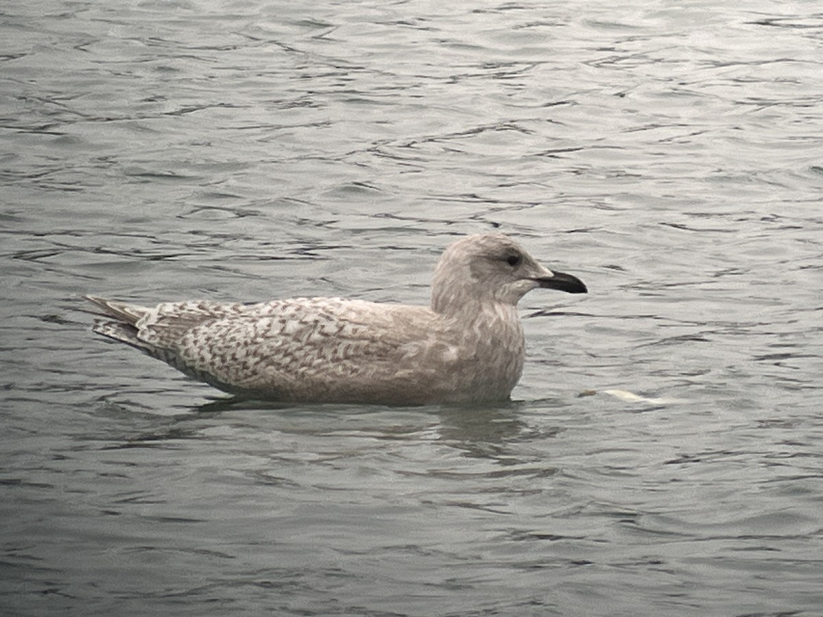 Gaviota Groenlandesa - ML611869723