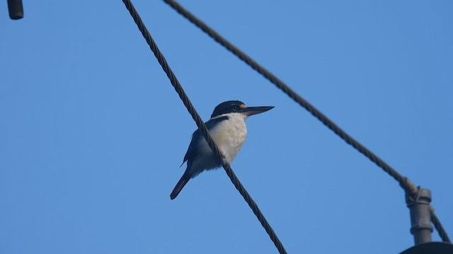 Collared Kingfisher - ML611869730